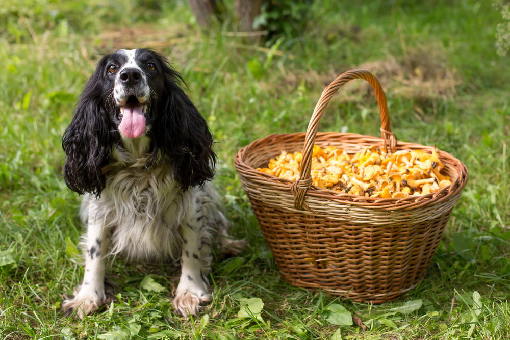 Can Dogs Eat Mushrooms Vetnique Vetnique Labs